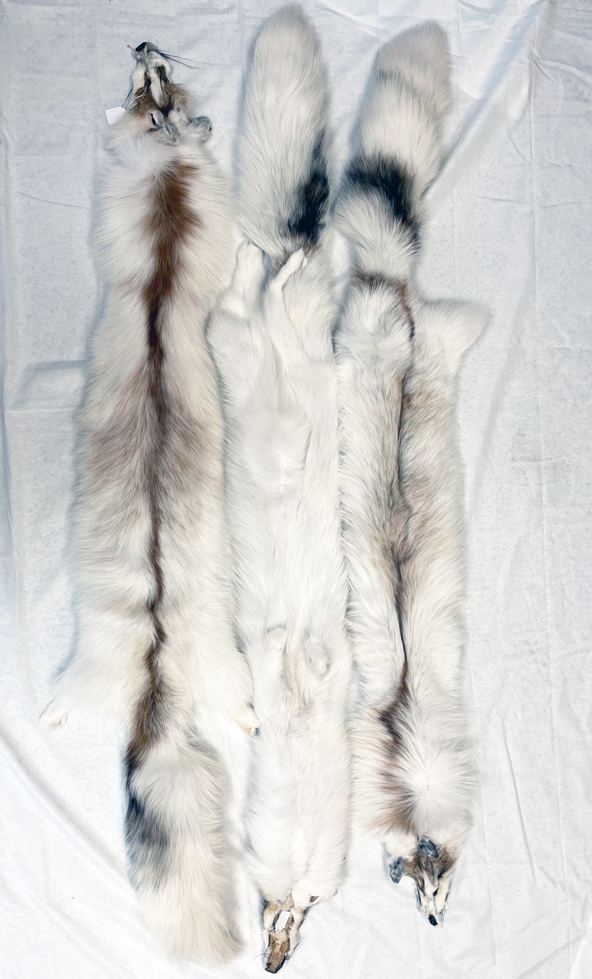 Professionally Tanned Fur - Sun Glo - Ranch Fox